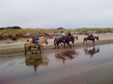 Horse on beach in Pacific City