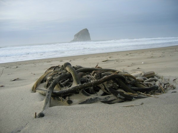 Haystack and seaweed